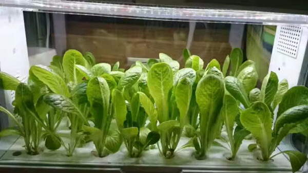 GrowCube™ - Smart Hydroponic System: Bringing Nature Into Your Home - Image 3